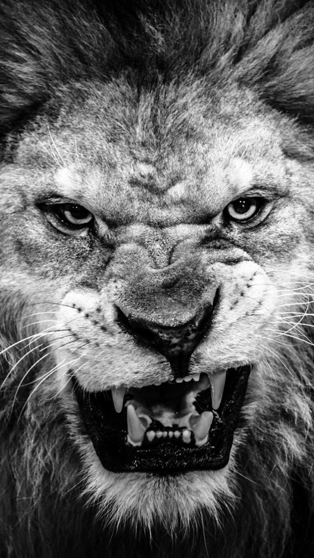عکس خفن پسرانه  سیاه و سفید شیر خشمگین و قدرتمند برای زمینه آیفون 