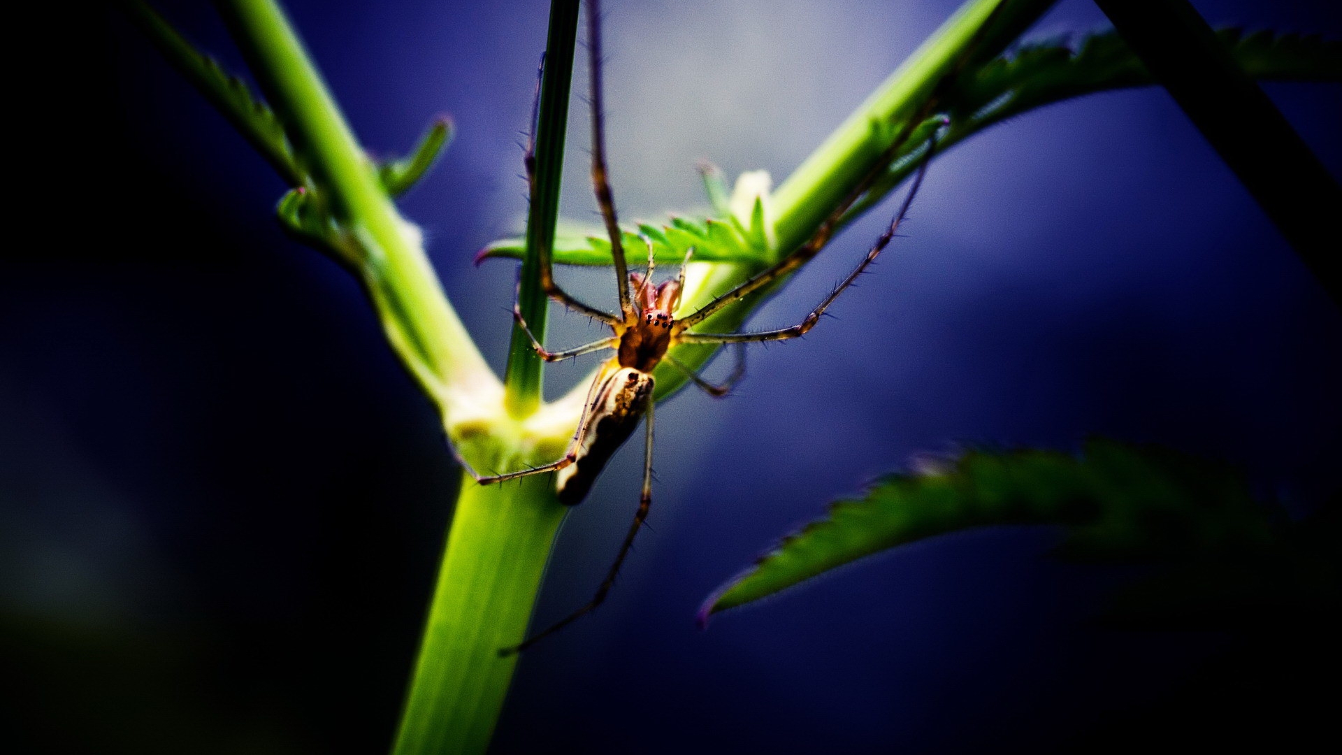 دانلود تصویر دل انگیز و عجیب از عنکبوت بزرگ بر روی ساقه