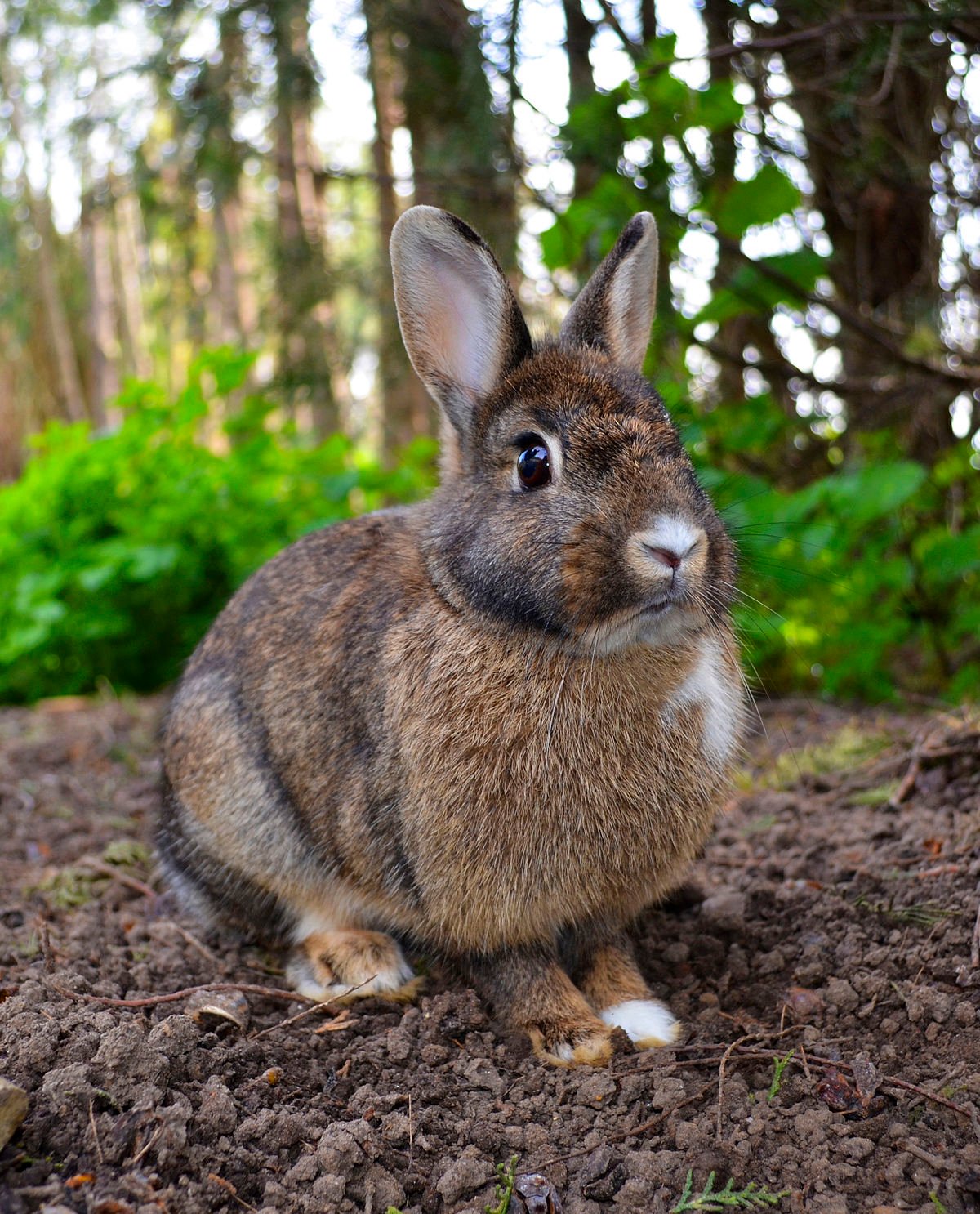 عکس خوشگل از نمای روبه روی خرگوش وحشی در جنگل و طبیعت 