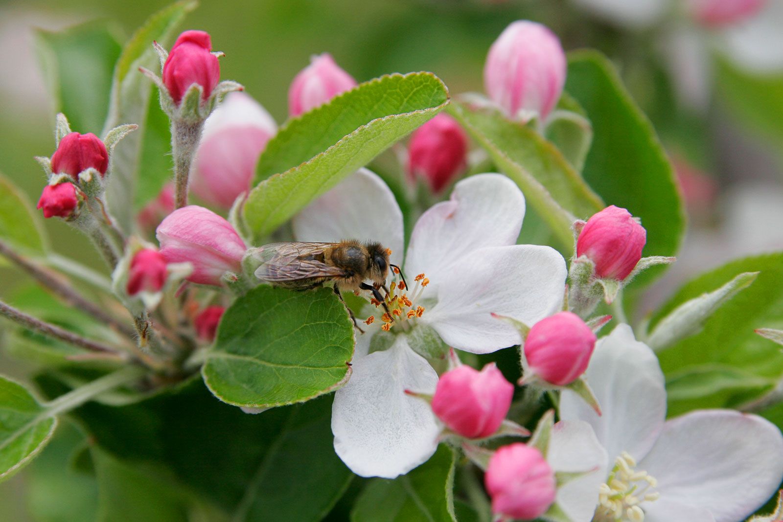 عکس ماکرو جذاب از زنبور در حال جمع گرده شکوفه های سیب 
