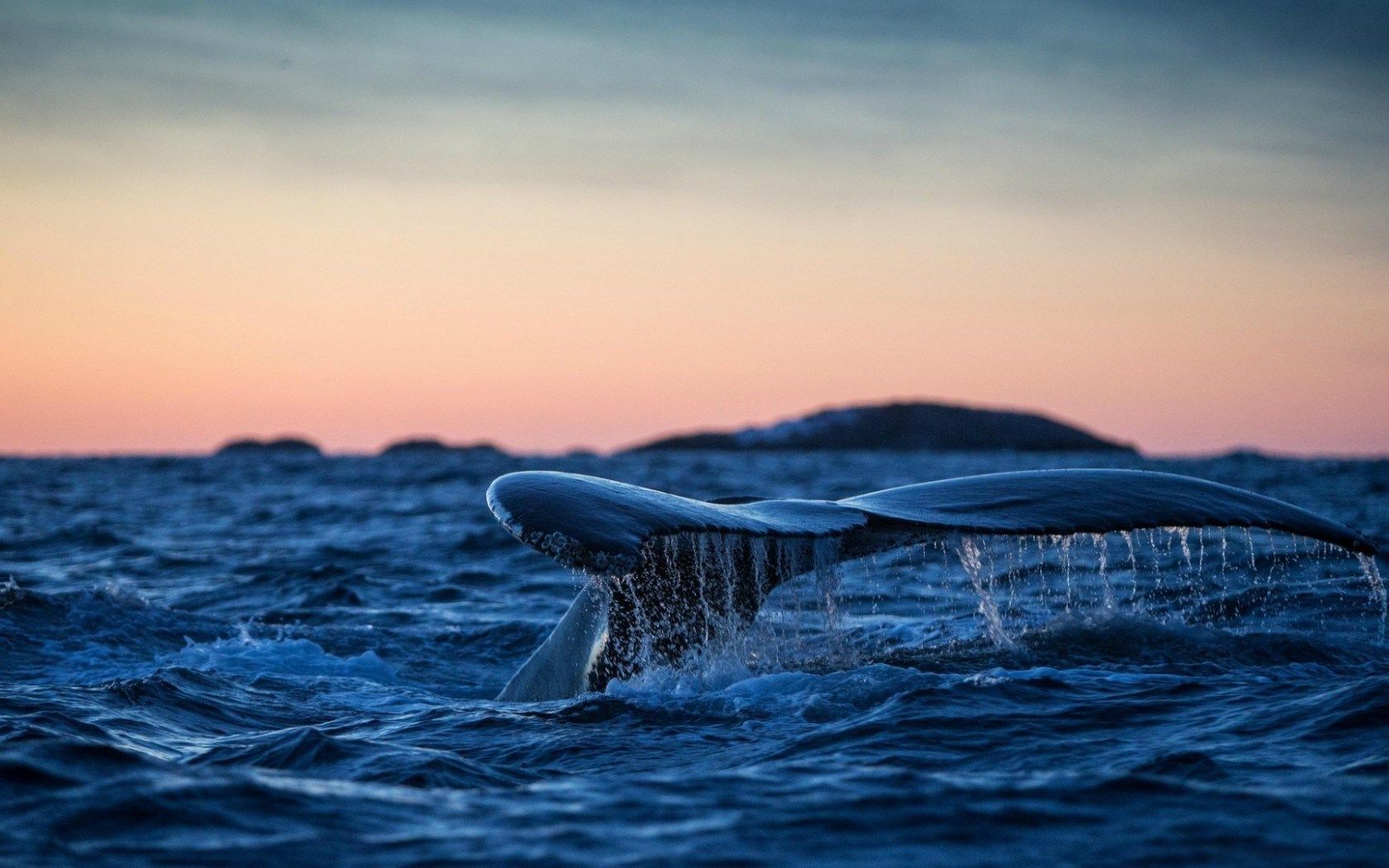 تصویر جالب و دیدنی از دم نهنگ با کیفیت بسیار بالا 