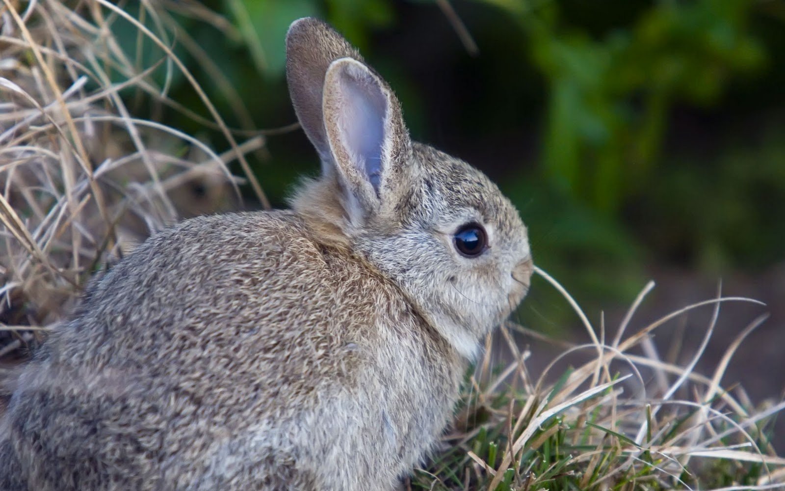 تصویر زمینه قشنگ خرگوش وحشی از نمای نزدیک 
