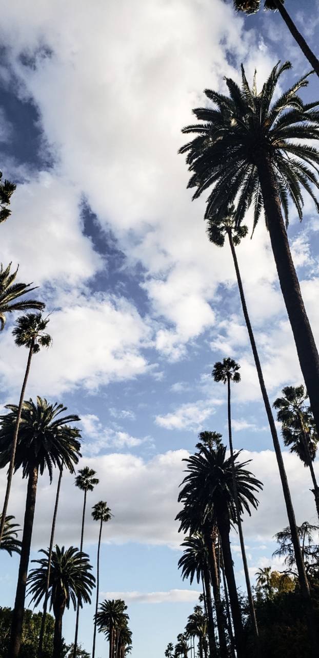 زاویه ای دیدنی و زیبا از درختان نخل در لس آنجلس کالیفرنیا