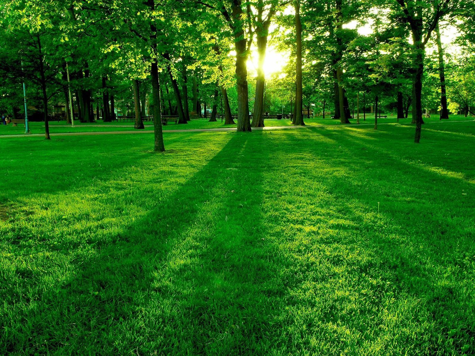 خوشگل ترین عکس full hd جنگل سبز در هاله تابش دلپذیر آفتاب در فصل تابستان