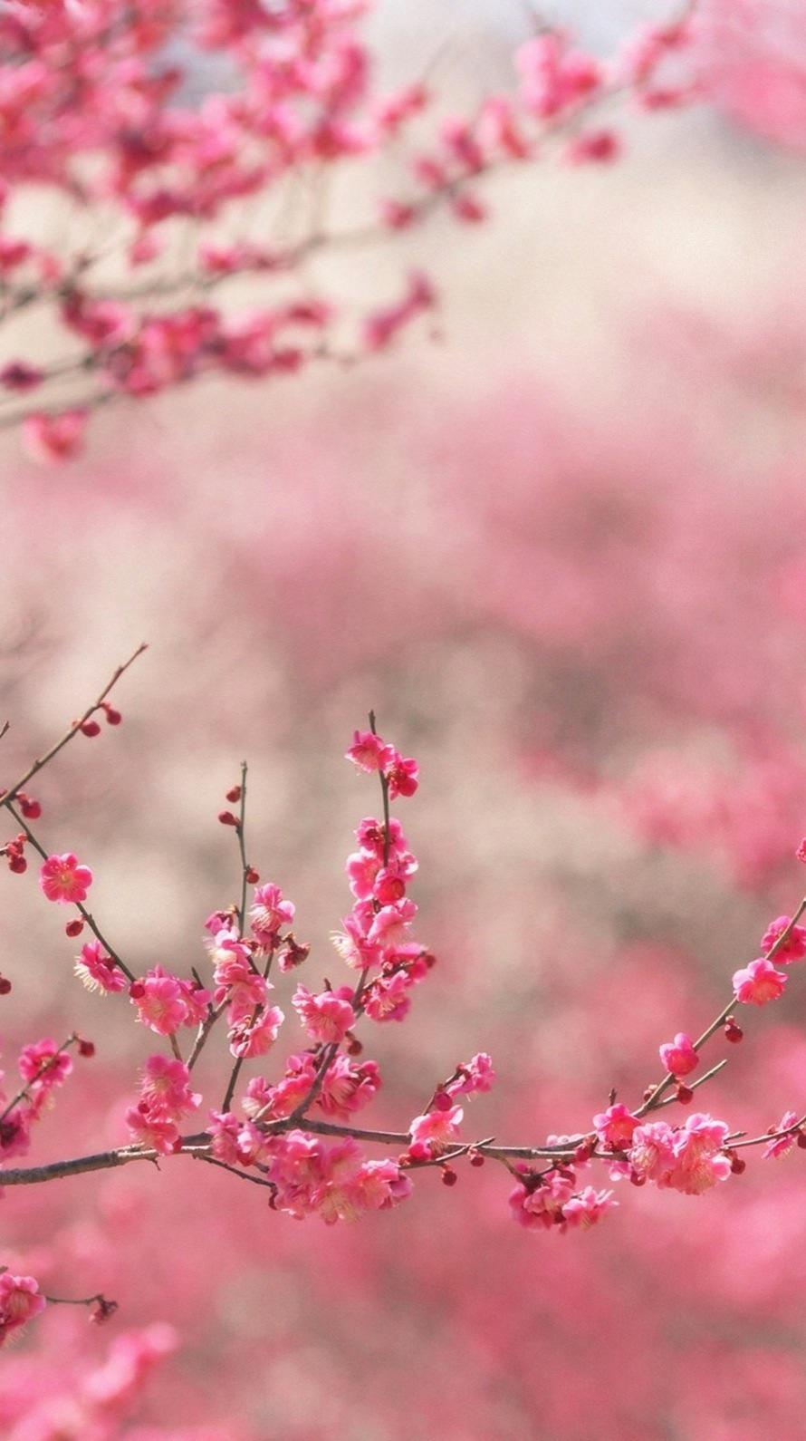 والپیپر فوق العاده قشنگ از شکوفه های ریز و صورتی 