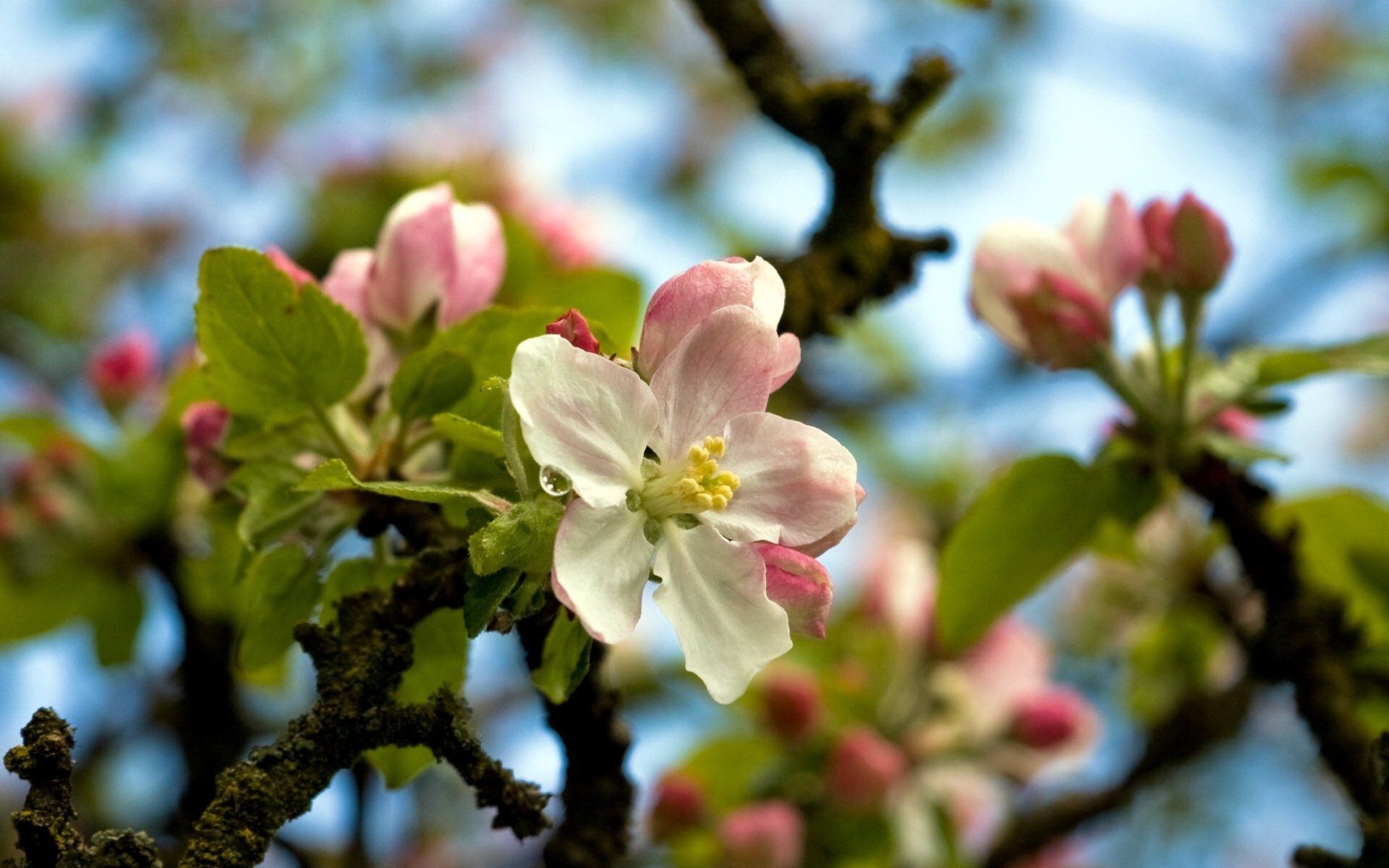  پس زمینه ای از نماد طبیعت بهار شکوفه های سیب با هاله گلبهی