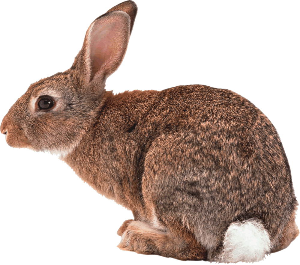 عکس پرکاربرد خرگوش وحشی گوگولی در بک گراند سفید 