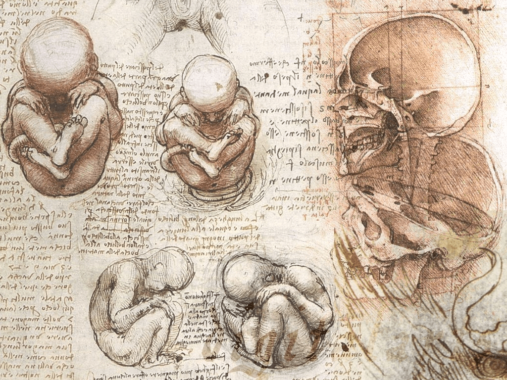 تحقیقات و ابتکارات لئوناردو داوینچی درباره آناتومی انسان