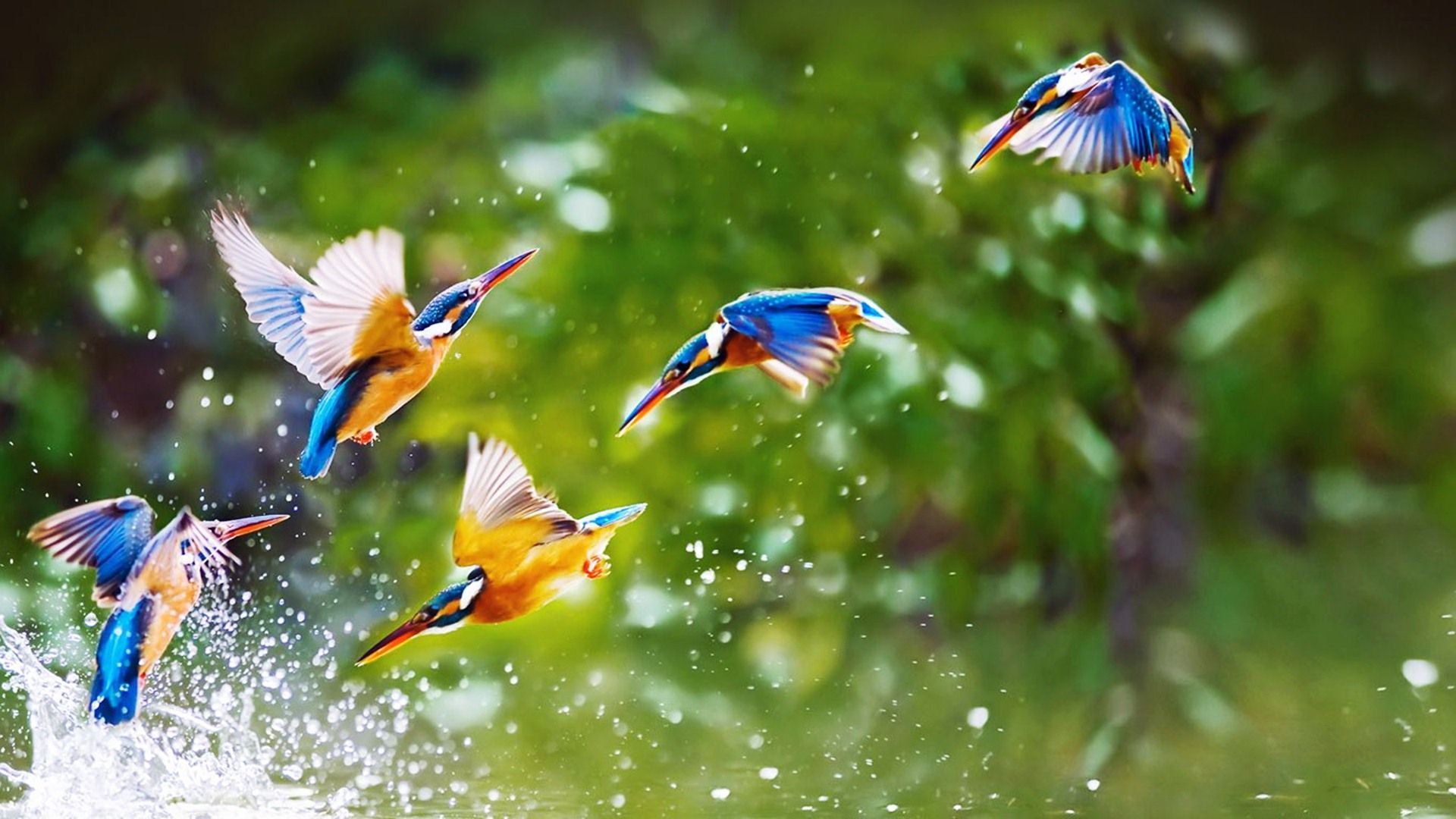 خوشگل ترین پرنده های شکاری دنیا با بال رنگی در حال آب بازی