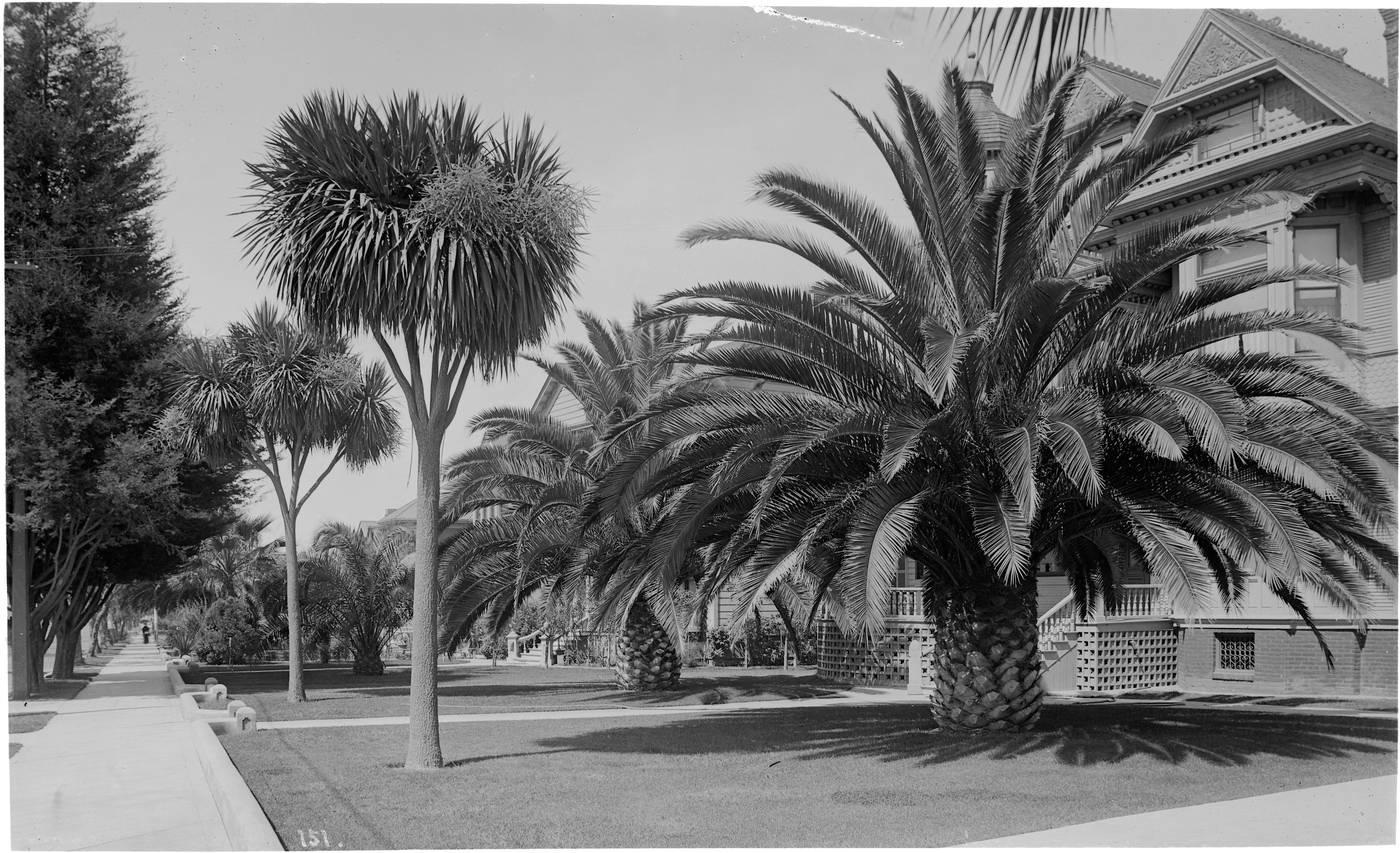 عکس قدیمی و سیاه و سفید از درختان کوکوس در فضای خانه در لس آنجلس