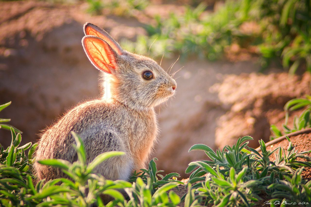 عکس استوک فوق العاده زیبای خرگوش وحشی زیر نور آفتاب 
