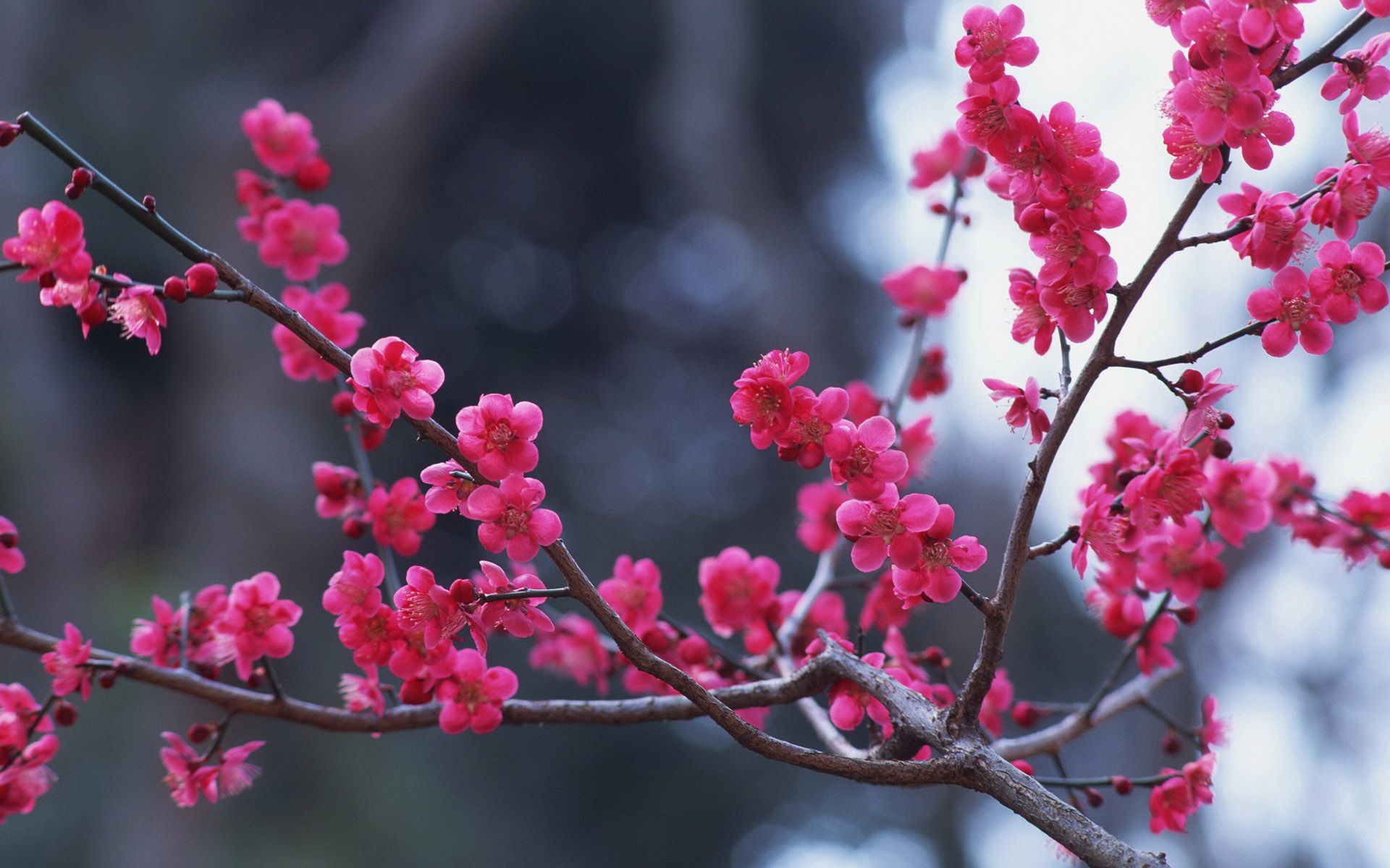 بکگراند فوق العاده زیبا از شکوفه های سرخابی رنگ 