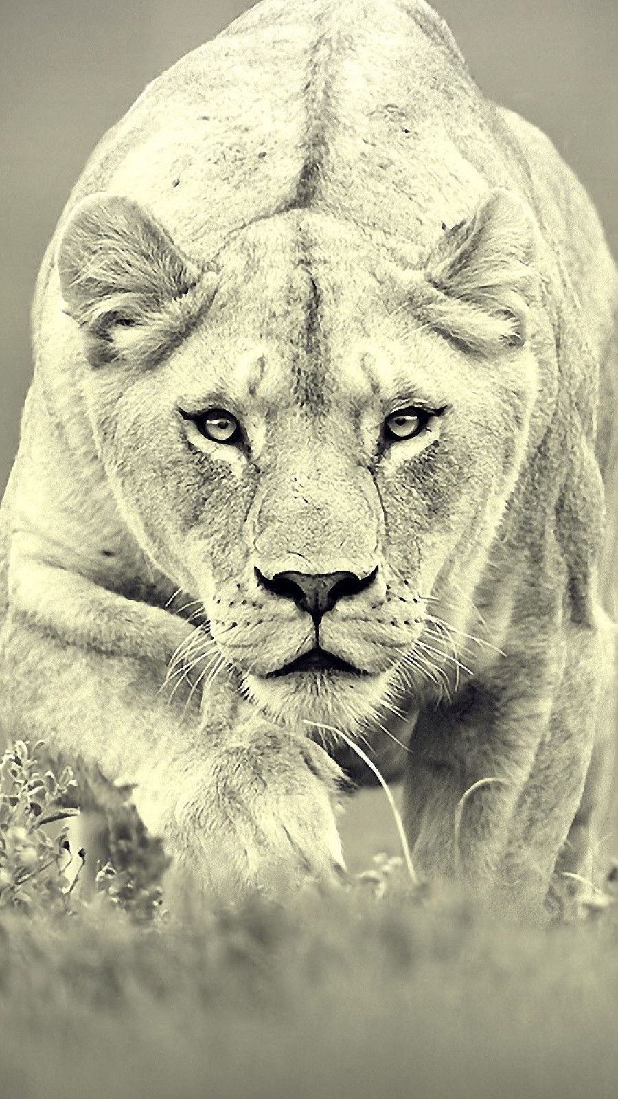 بهترین والپیپر شیر جنگل برای گوشی افراد قوی و باهوش