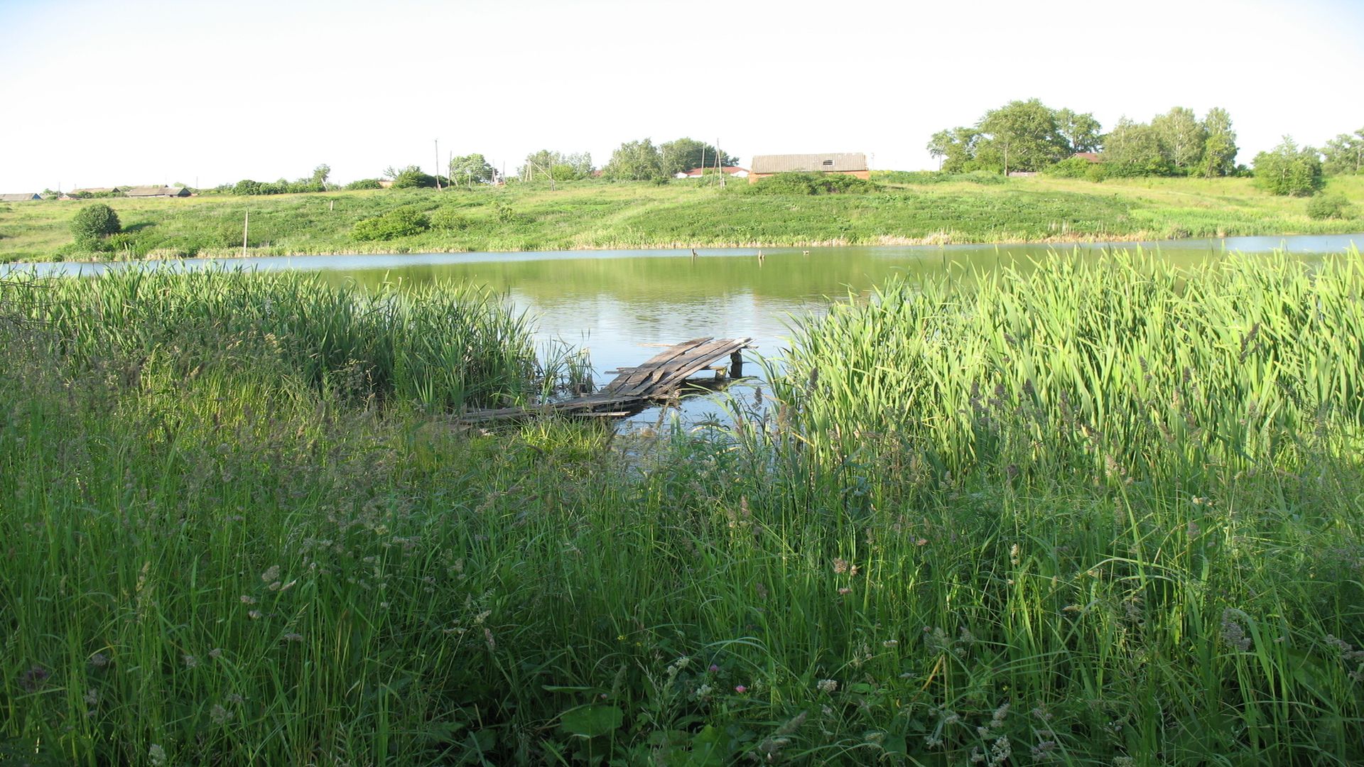 عکس واقعی دریاچه کوچک خوش آب و هوا با حاشیه گیاهان سبز مناسب پروفایل