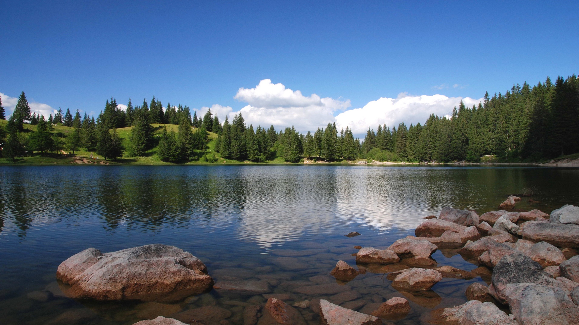 نگاره دلنشین از منظره ی خیره کننده جنگلی در کنار دریاچه