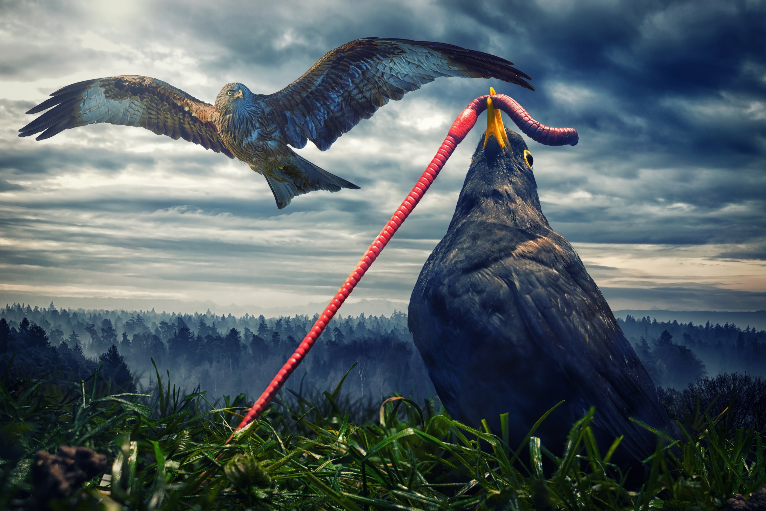 عکس دیجیتالی و مینیاتوری از کبوتر خاکستری هنگام تغذیه کرم
