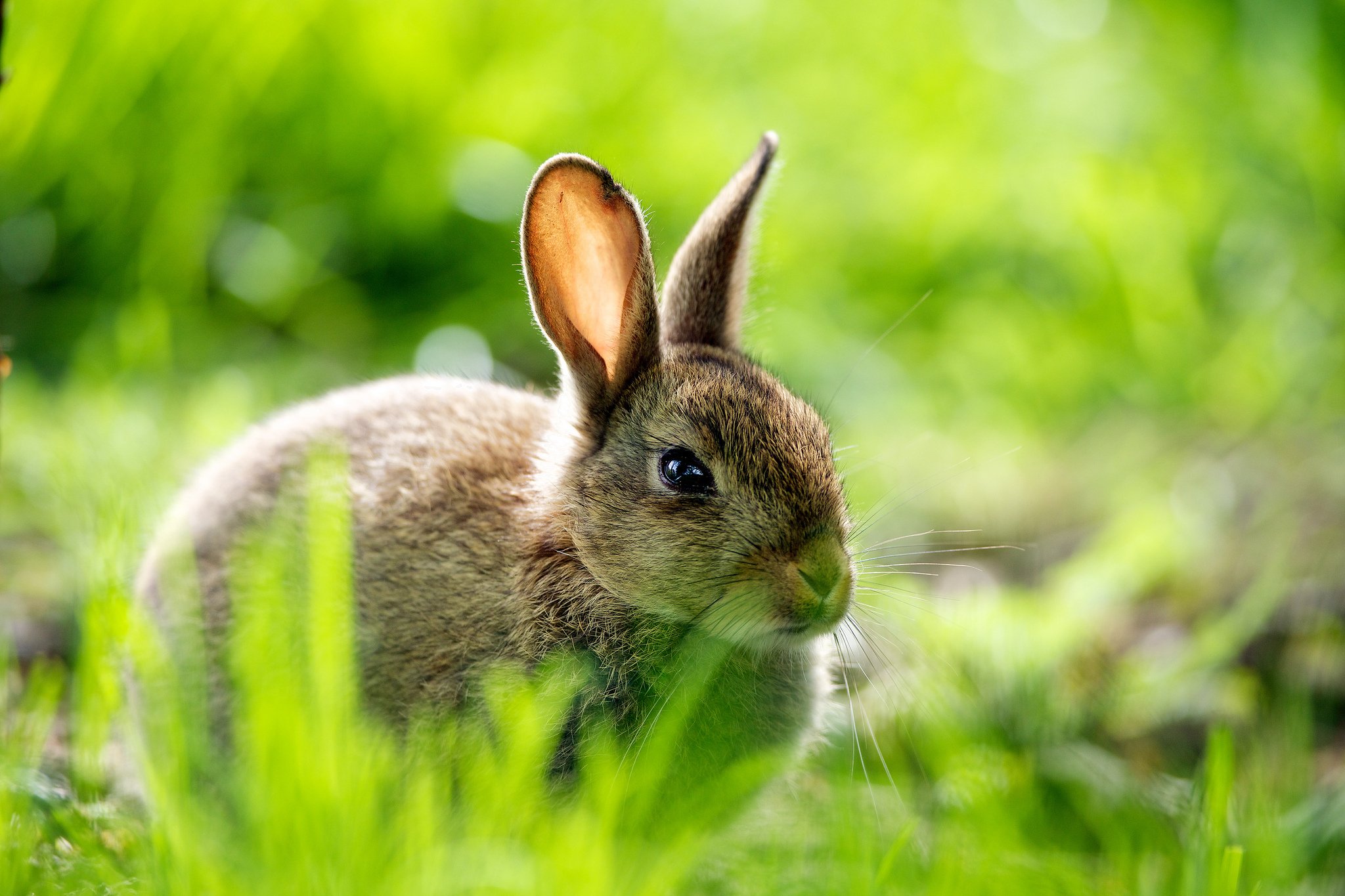عکس استوک خرگوش ناز وحشی که در میان سبزه ها نشسته 