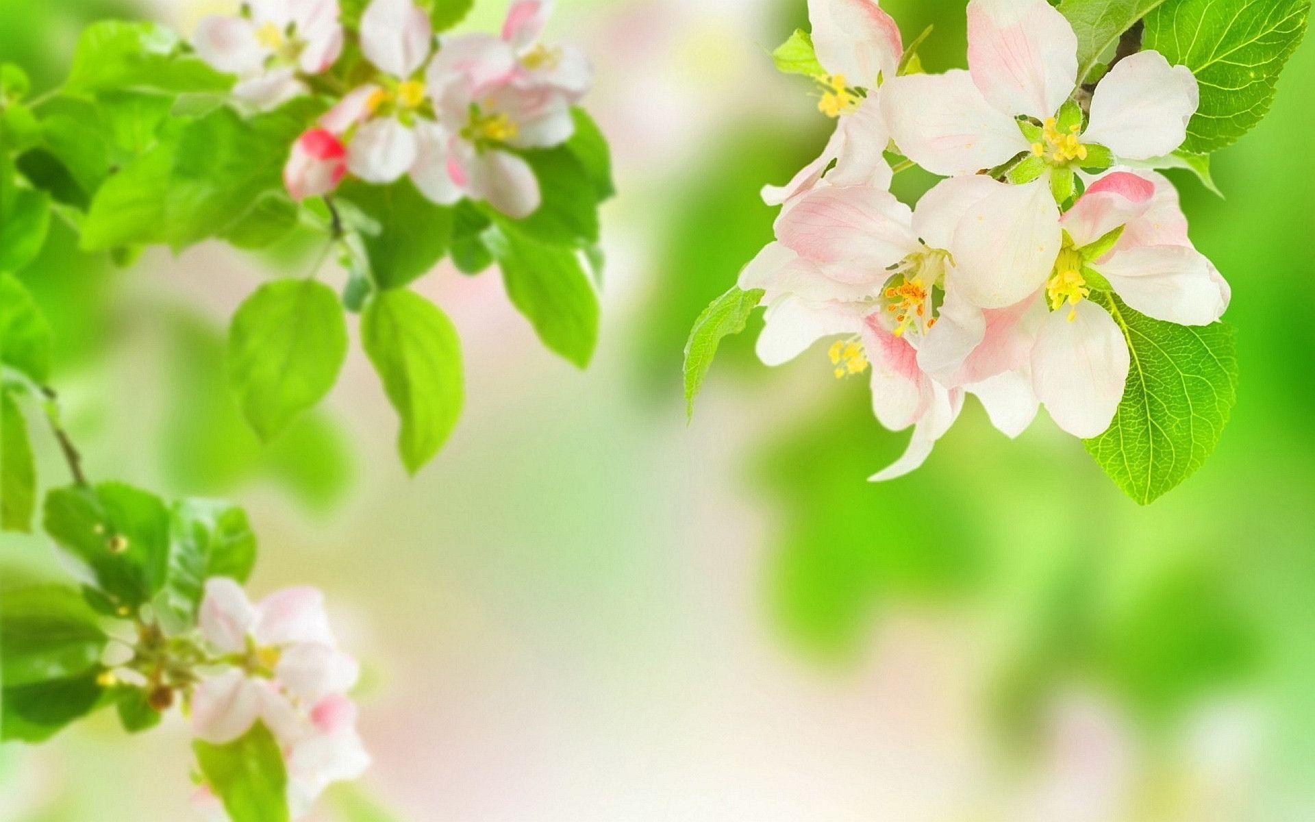 نگاره ای دیدنی از درخت سرسبز سیب و شکوفه های بهاری اش