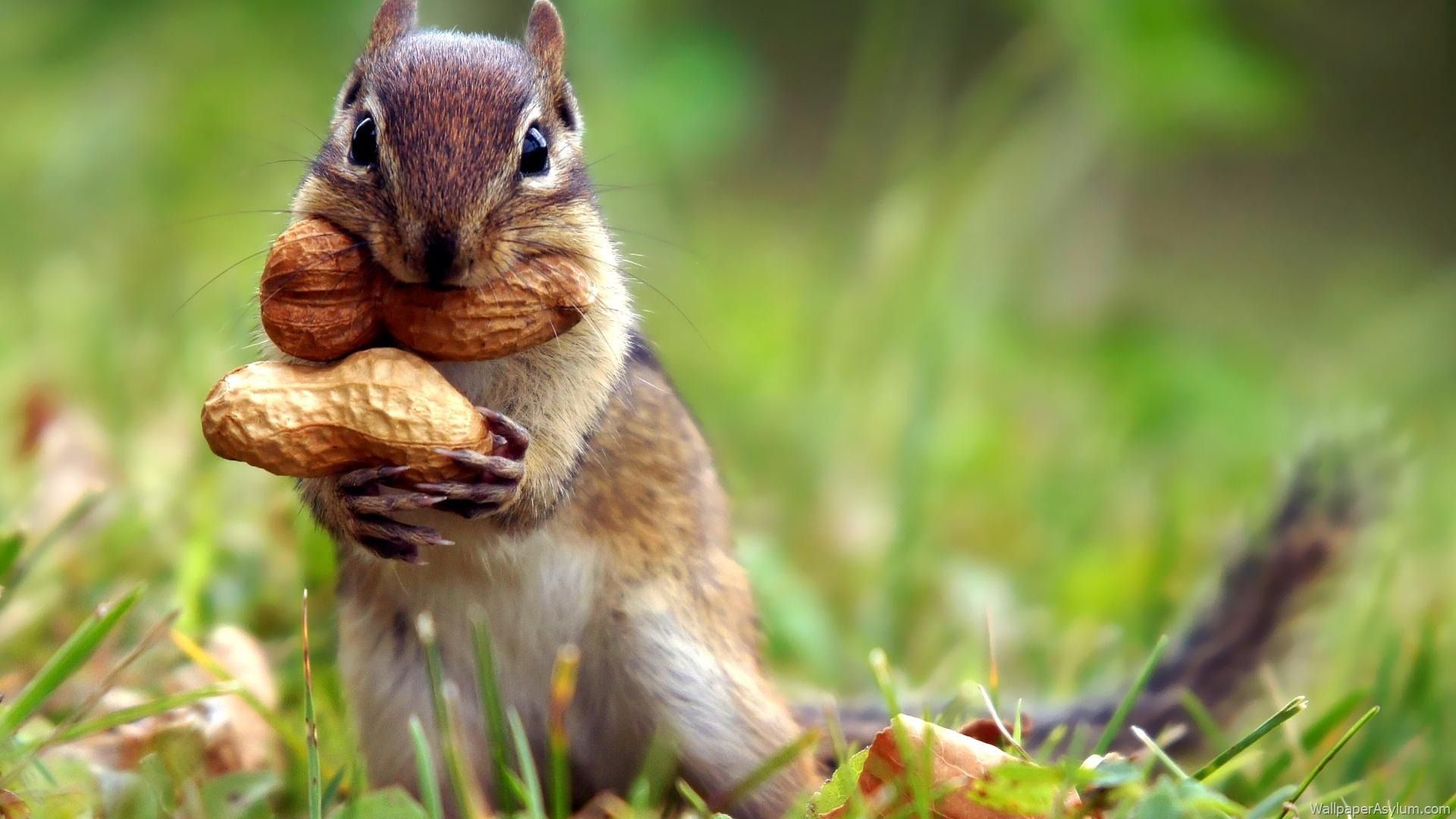 عکس خارق‌العاده از سنجاب جذاب و ناناز در حال خوردن بادام زمینی