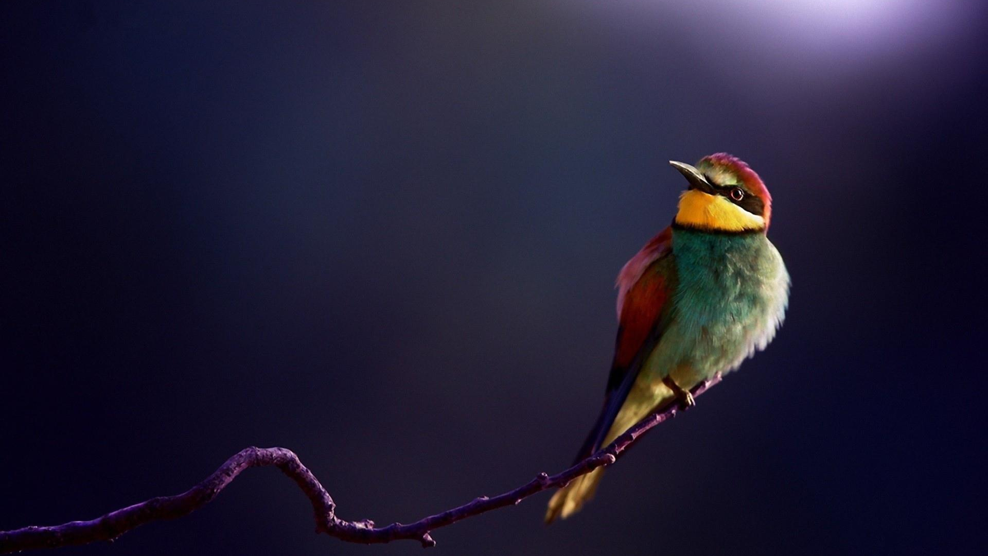 بک گراند طراحی نقاشی دیجیتالی از‌ پرنده قناری رنگی رنگی 