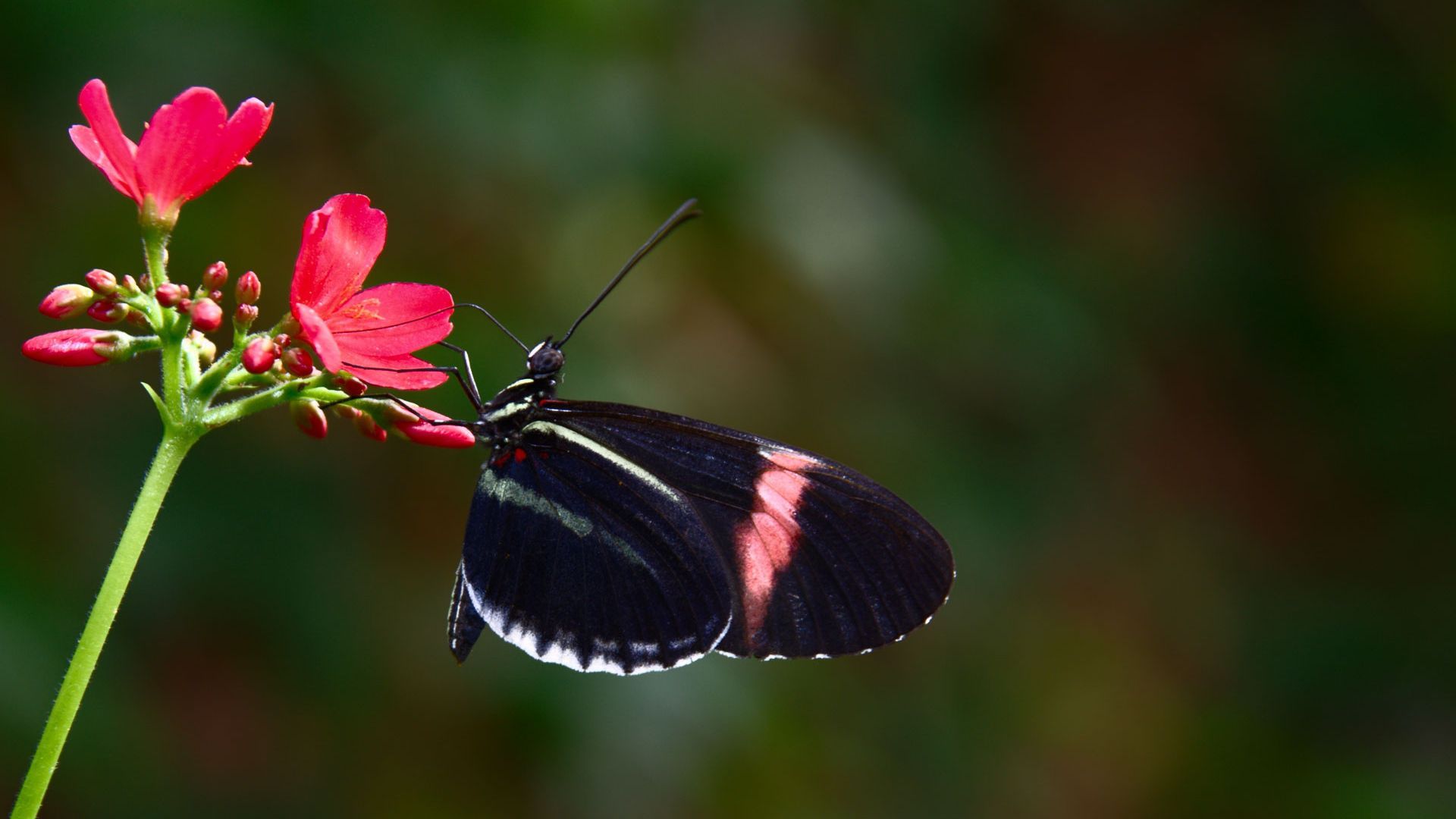 عکس فوق العاده زیبا از پروانه صورتی روی گل قشنگ 
