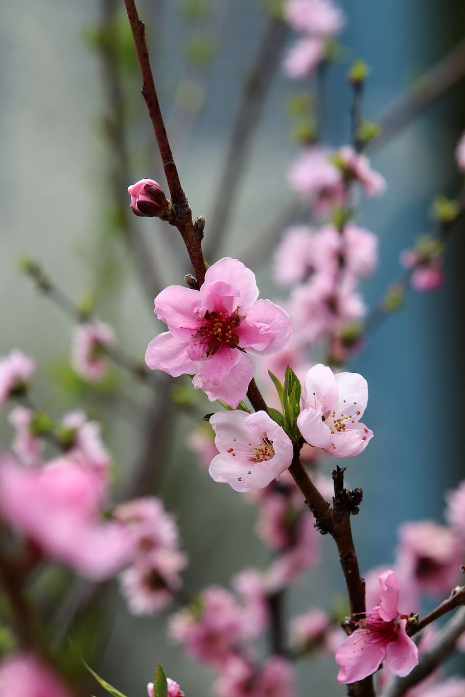 دانلود زیبا ترین بک گراند شکوفه درخت هلو با کیفیت بسیار بالا 