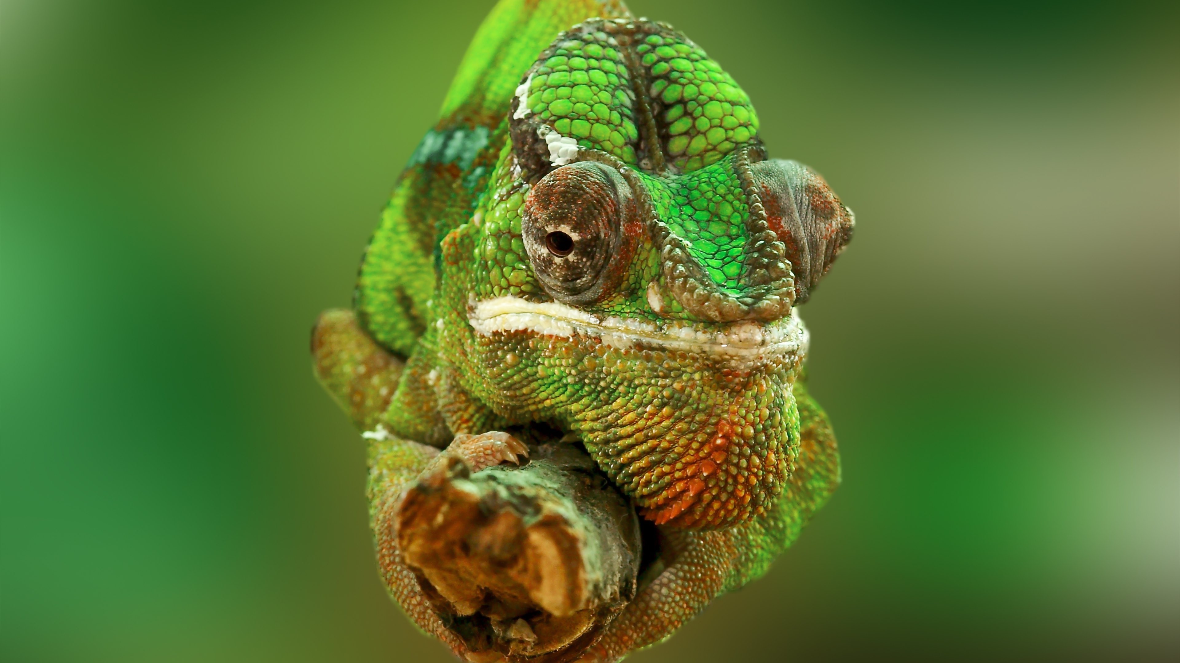 عکس خارق العاده و دیدنی از قورباغه سبز رنگ و زیبا 