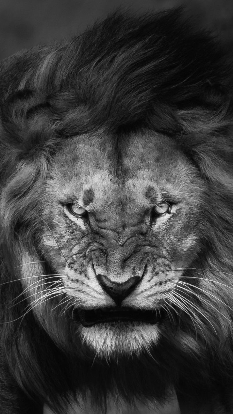 عکس پسرانه پرتره سیاه و سفید شیر جنگل برای زمینه گوشی آیفون 15