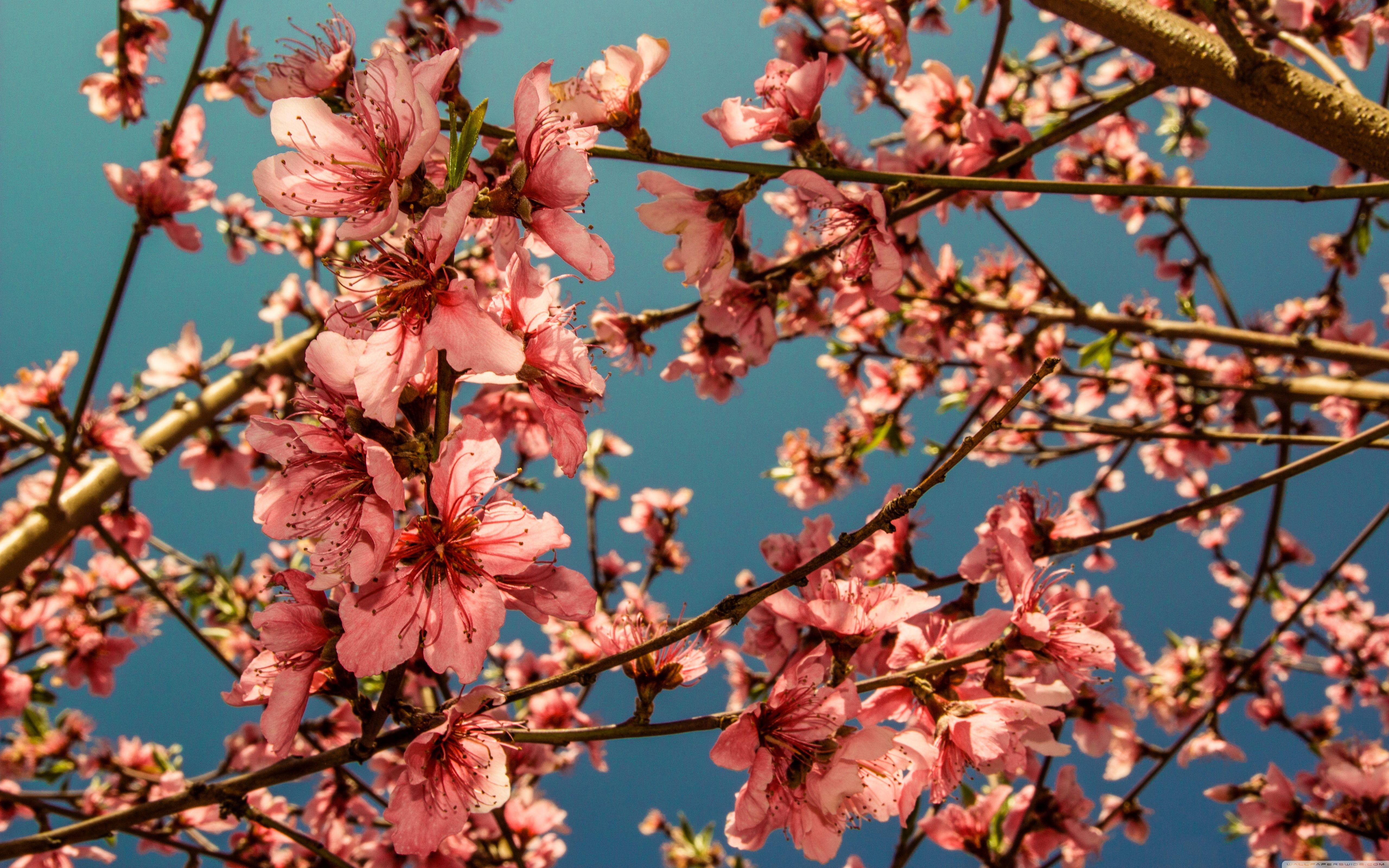 بکگراند شگفت انگیز و زیبا از شکوفه های درخت هلو با کیفیت عالی 