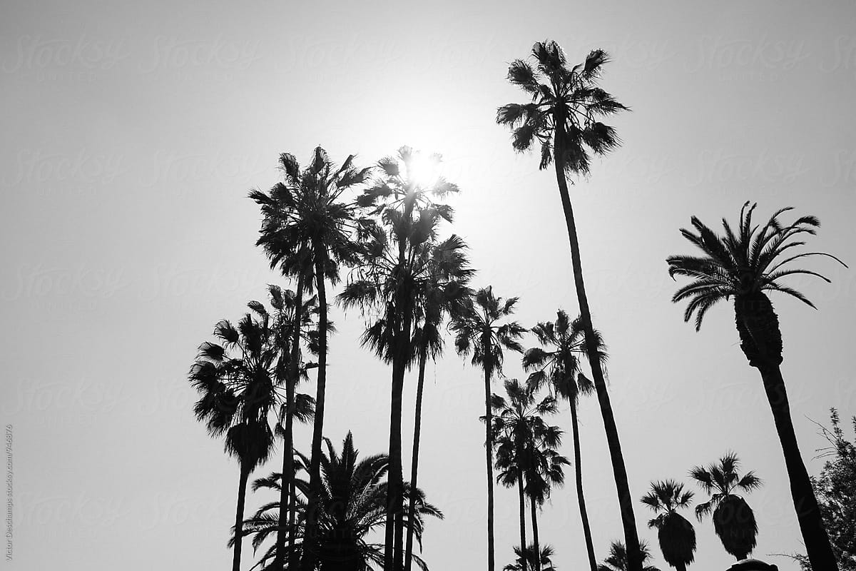 عکس سیاه و سفید از نخلستان زیر آفتابی داغ و سوزان