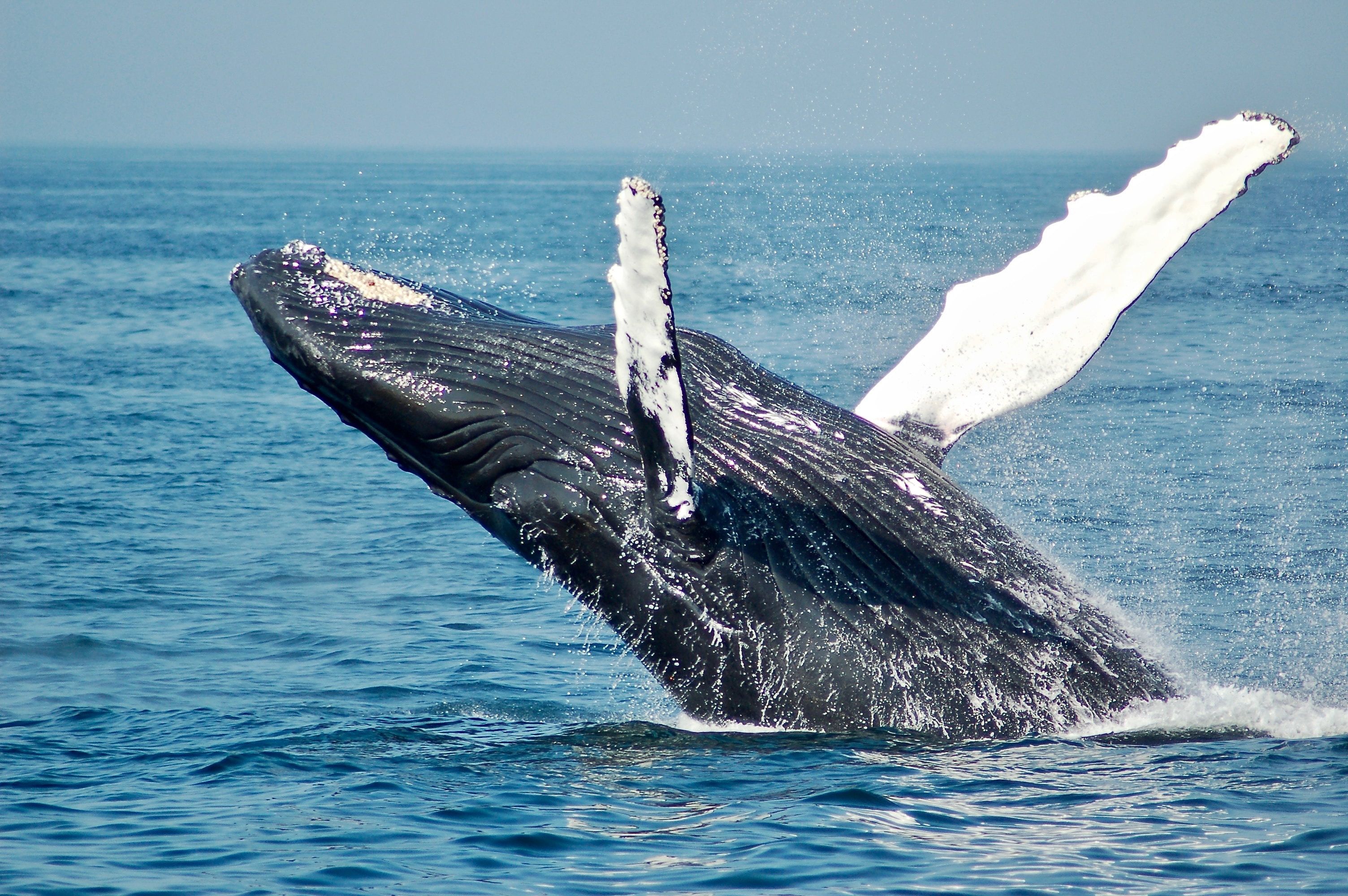 والپیپر فوق العاده زیبا از نهنگ بزرگ در آب 
