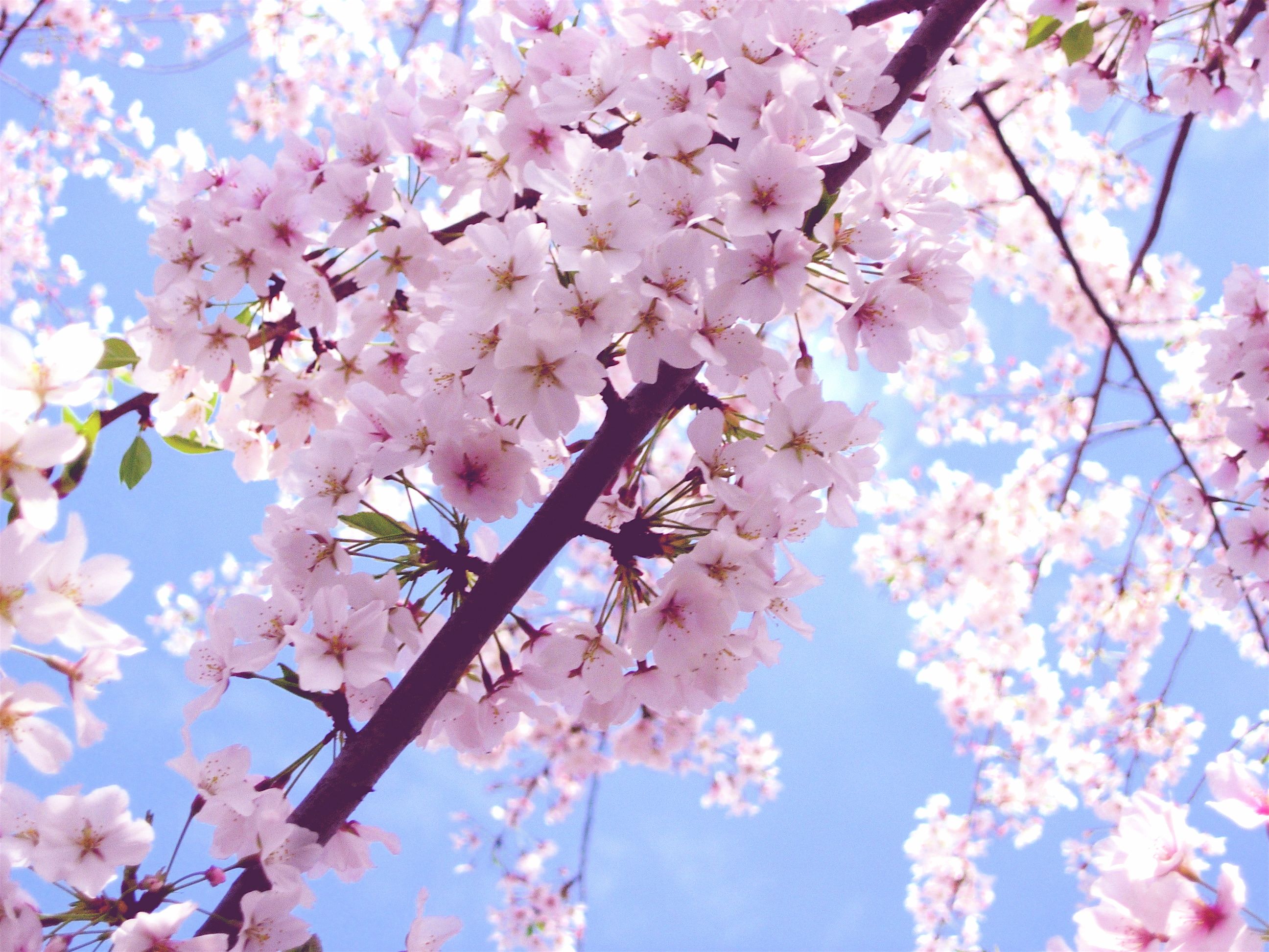 عکس استوک از قشنگترین شکوفه های صورتی بهاری بر فراز آسمان آبی