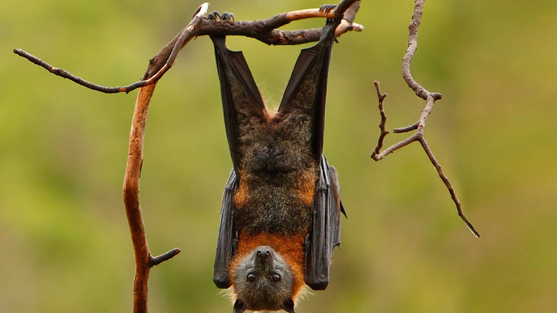والپیپر فوق العاده زیبا از خفاش روی درخت با کیفیت بالا 