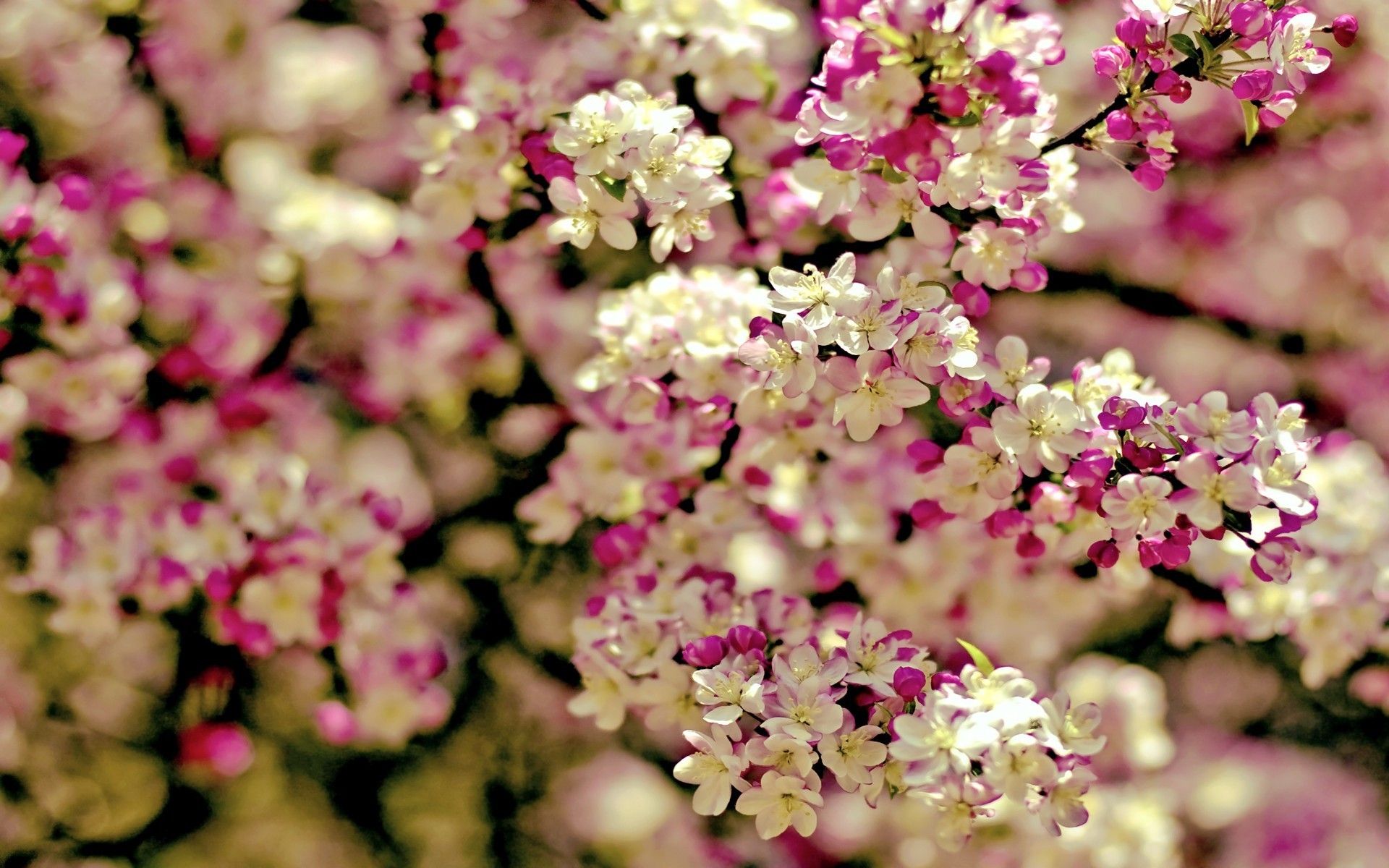 دانلود والپیپر از شکوفه های صورتی و سفید درخت برای پس زمینه دسکتاپ