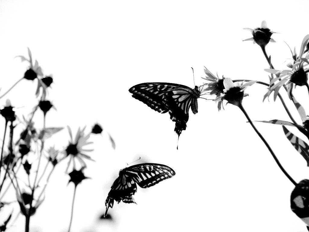 والپیپر فوق العاده زیبا از پروانه های سیاه روی گل