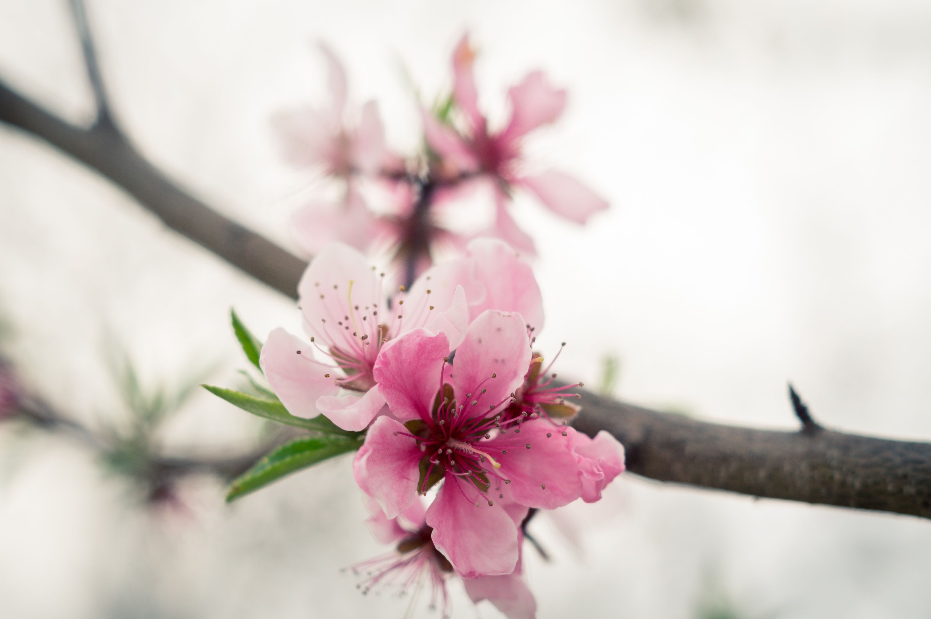 تصویر استوک و دیدنی از شکوفه های سفید و صورتی 