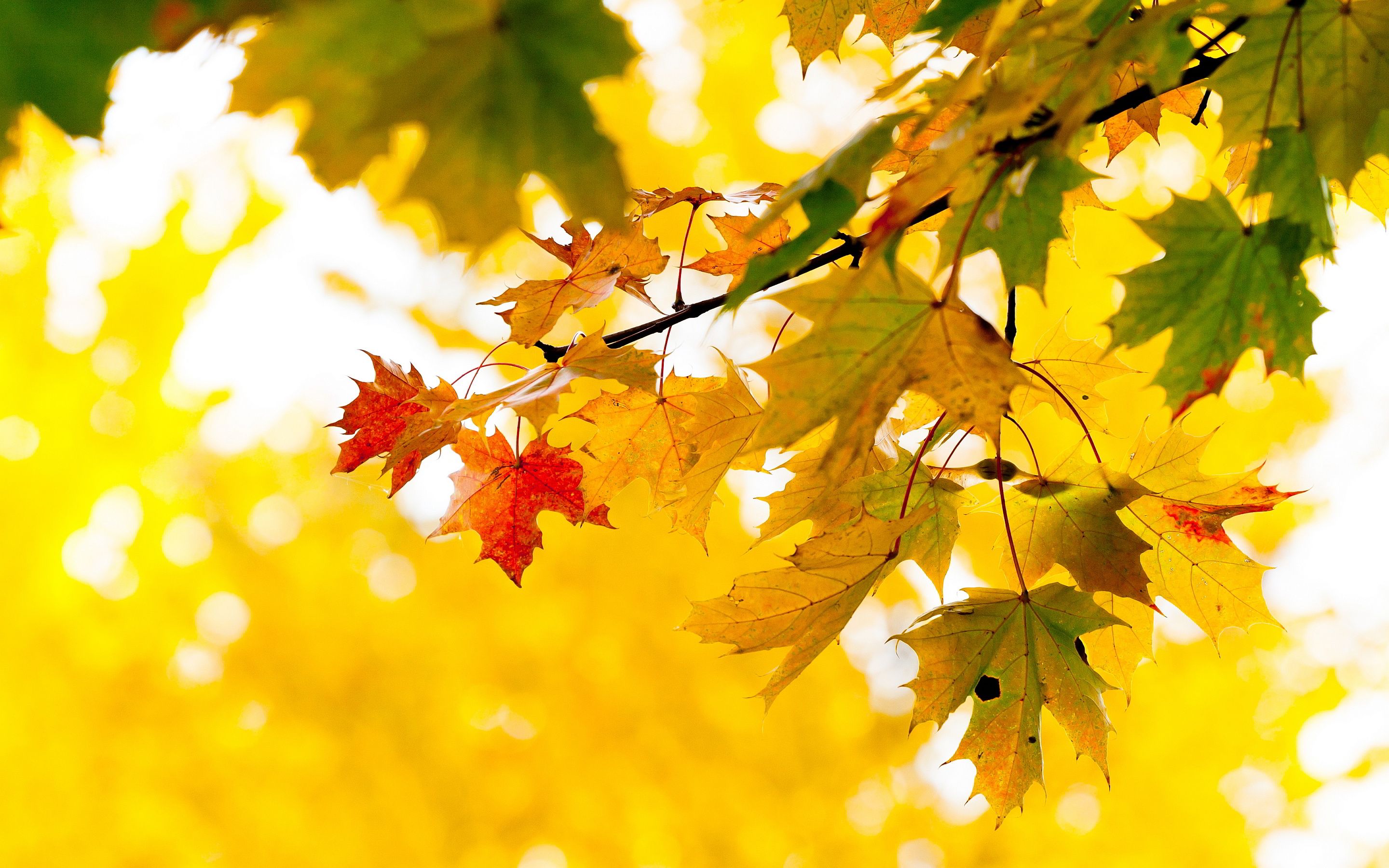 زیباترین تصویر زمینه زرد برگ های درخت افرا با کیفیت عالی