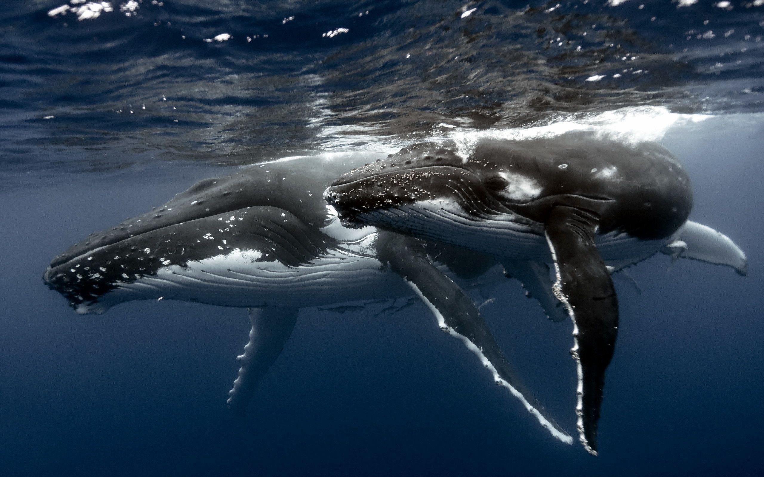 والپیپر فوق العاده جذاب از نهنگ سیاه و سفید در آب 