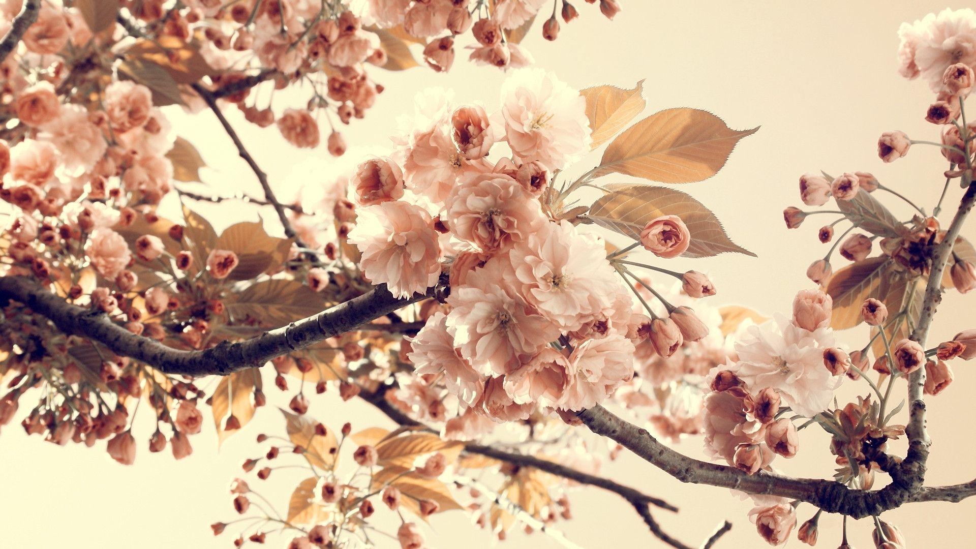 نگاره ای دیدنی از شکوفه های درخت سیب در تناژ رنگی نود
