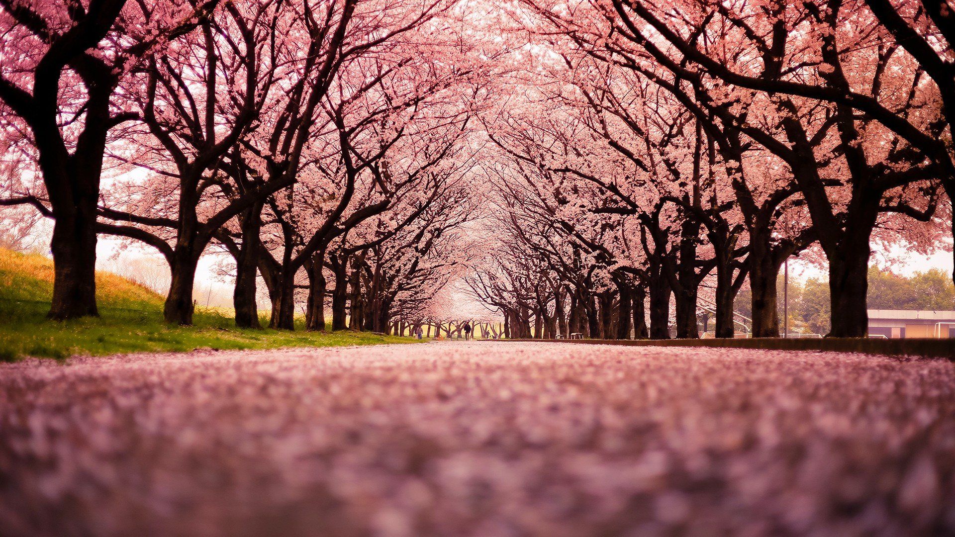عکس استوک و رایگان و دیدنی از درخت های هلو پر از شکوفه 