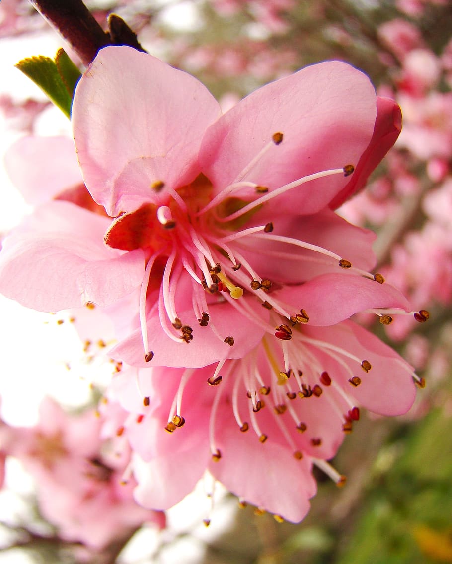 دانلود جالب ترین عکس گل درخت هلو با کیفیت فوق العاده 