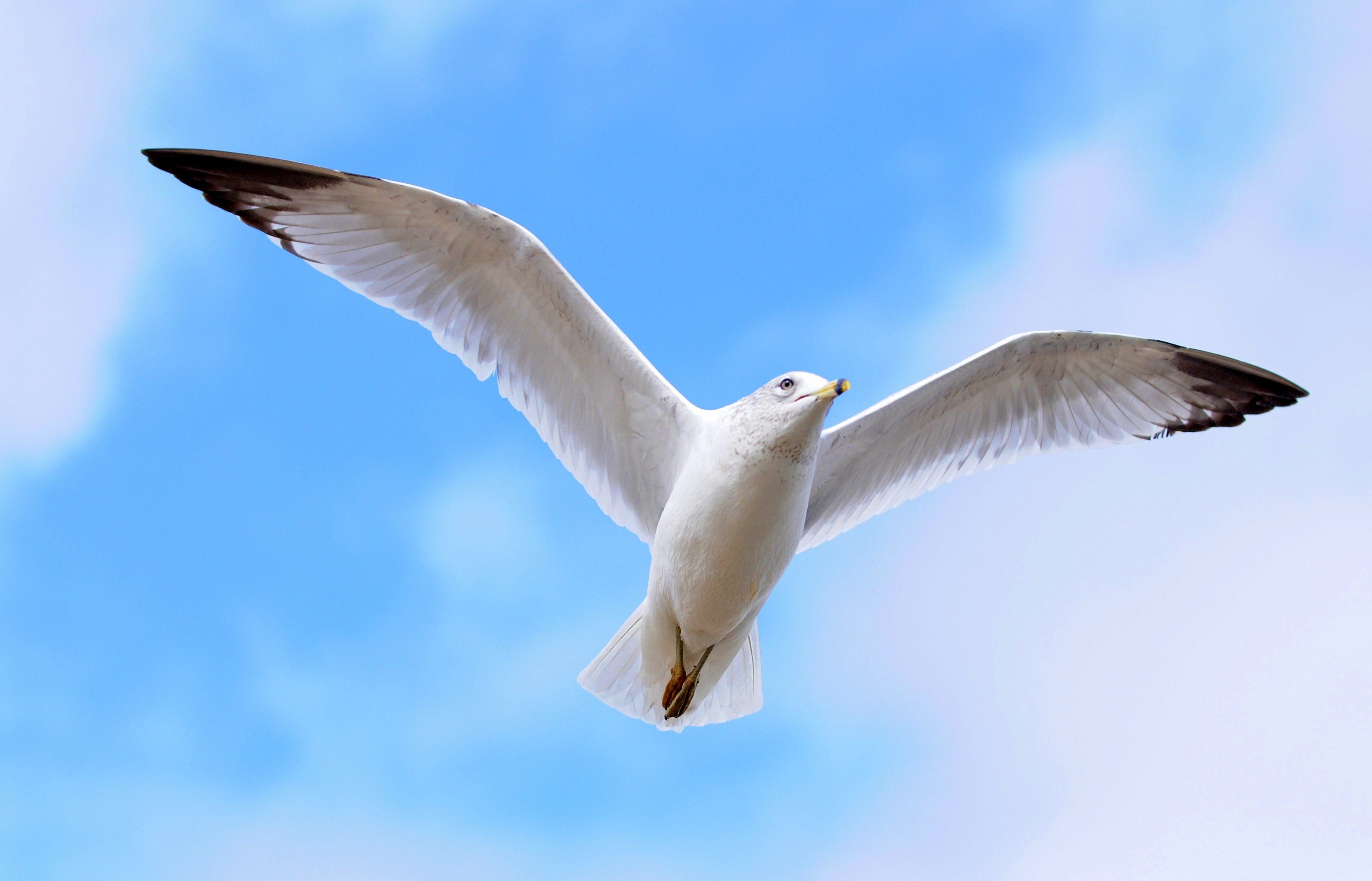 دانلود تصویر دیدنی یک پرنده وحشی به رنگ سفید زیبا در آسمان