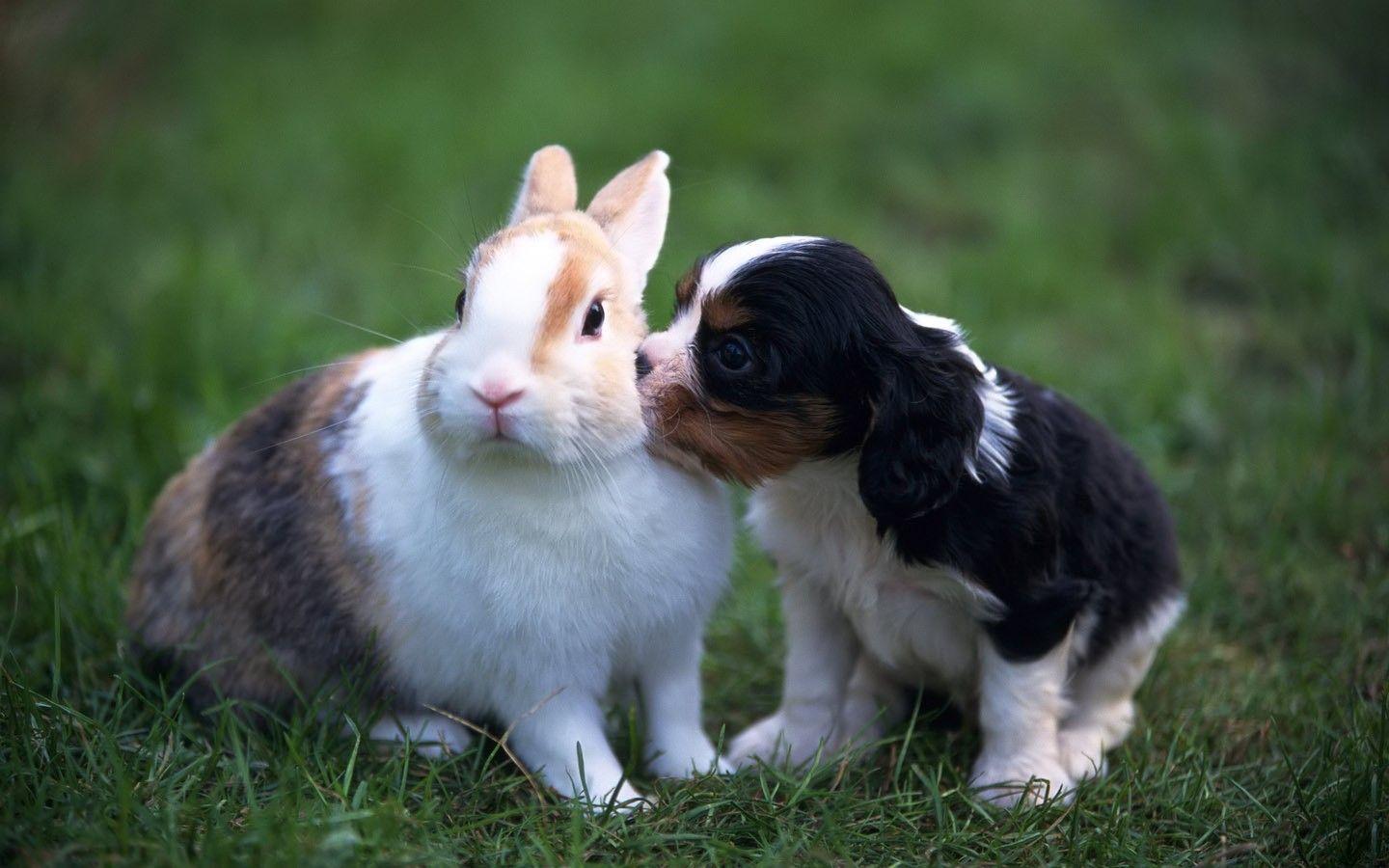 تصویر زیبا از خرگوش های وحشی از گونه خرگوش پیراهنی 