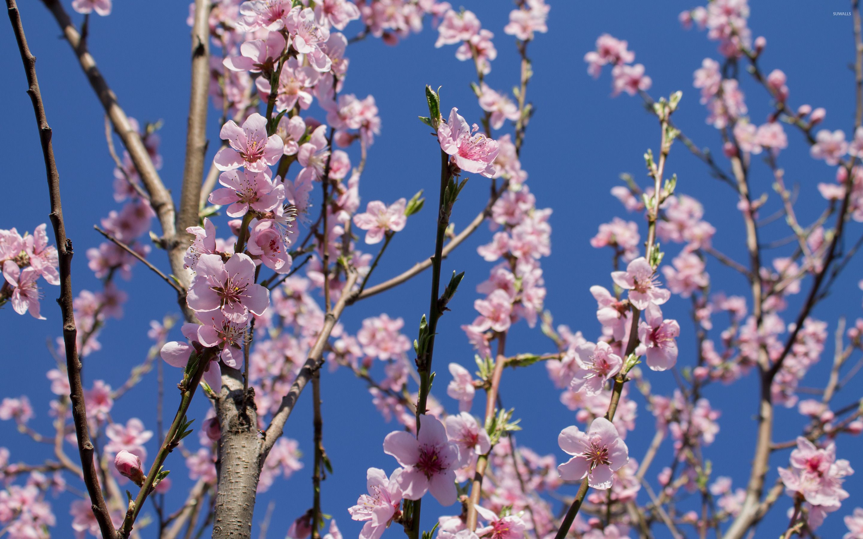 والپیپر منحصر به فرد و دیدنی از شکوفه های بسیار زیبا 