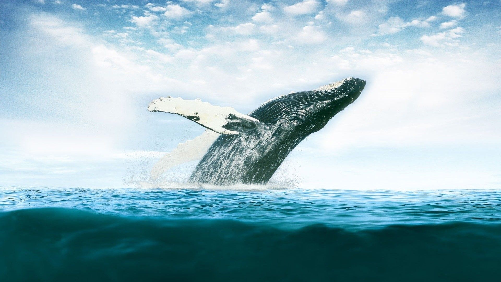 بکگراند فوق العاده جذاب از بزرگترین نهنگ آب 