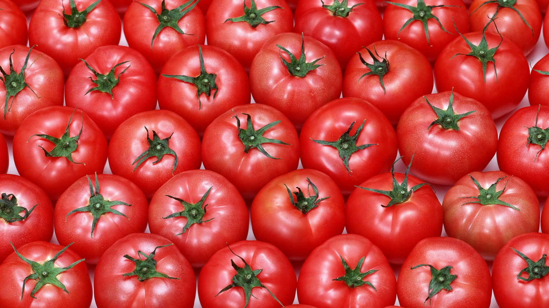 تصویر تمام صفحه گوجه فرنگی طرح شلوغ برای بک گراند 