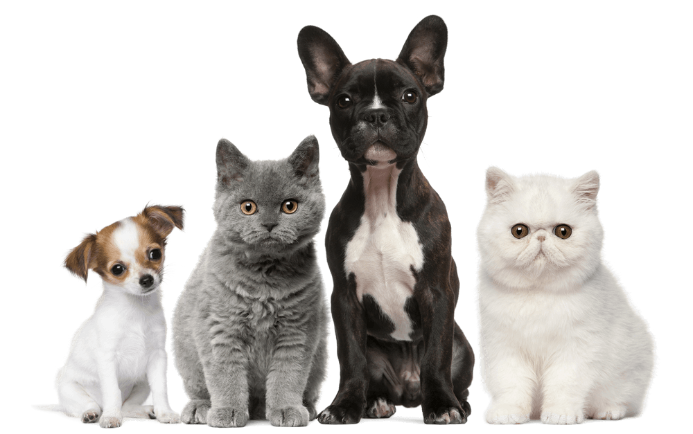 دانلود تصویر چند گربه و سگ کنار هم با فرمت پی ان جی 