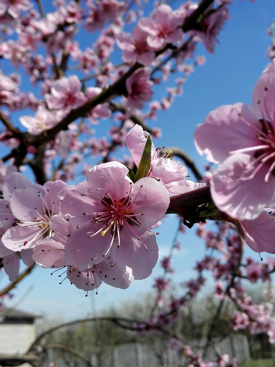 دانلود بسیار عالی از عکس شکوفه درخت زیبای هلو 
