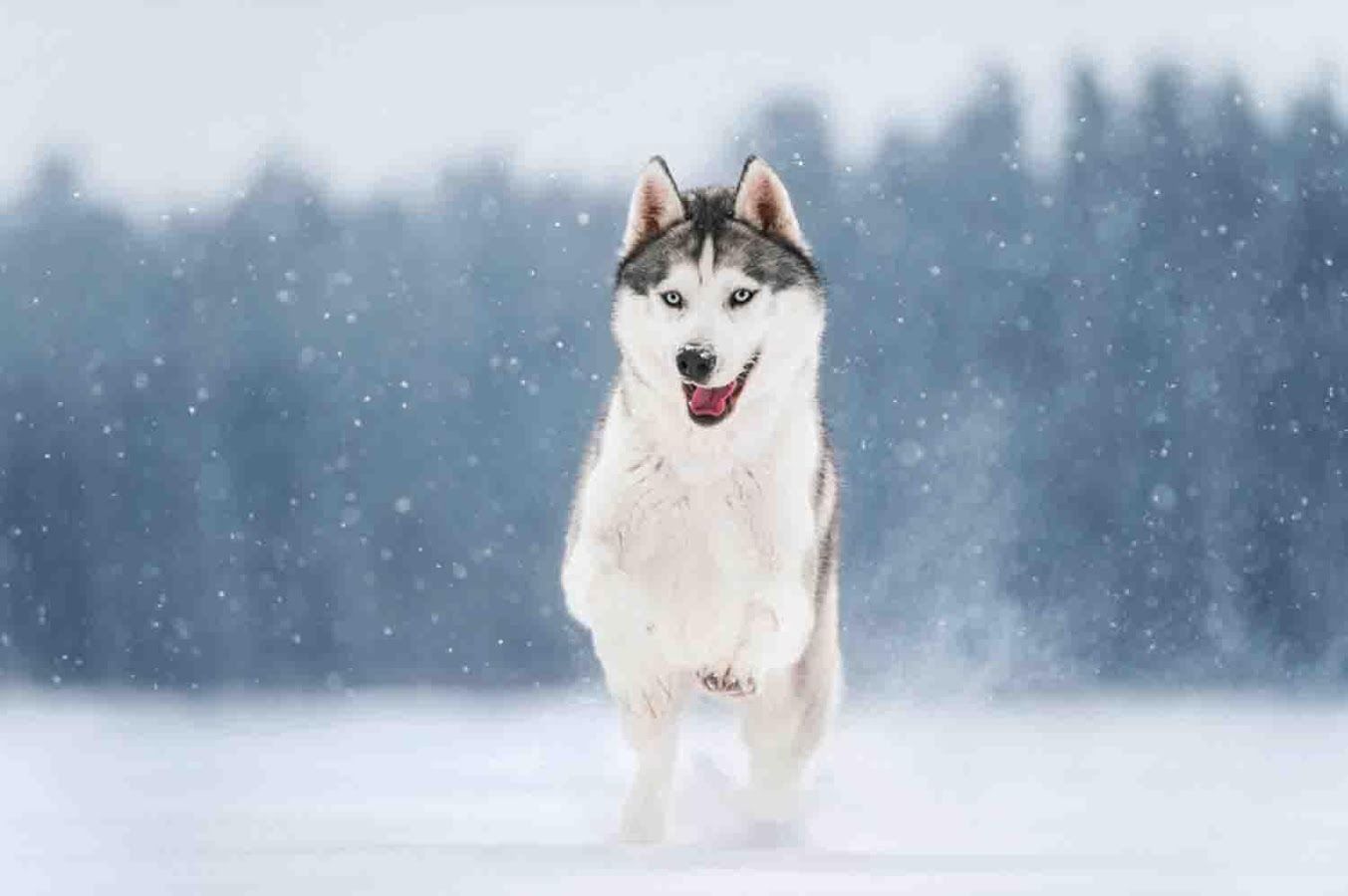  تصویر جذاب و قشنگ از سگ هاسکی پشمالو درحال دویدن در برف 