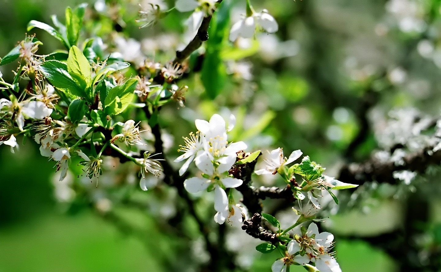 تصویری زیبا برای استوری از طبیعت بهاری و شکوفه های نهال سیب
